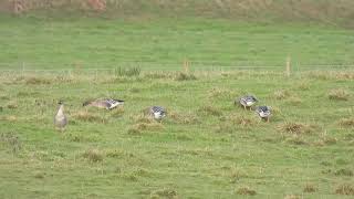 Taiga Bean Geese  nr Slamanan  Forth  16112023 [upl. by Akciret]