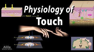 Physiology of Touch Receptors and Pathways Animation [upl. by Atsirk]