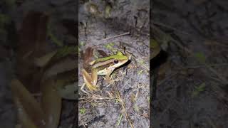 catch the frog jumping very high funny brown frog catchingfrogsfrog frogjump [upl. by Eisenstark]