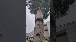 Terminalia lobata 小葉欖仁 VID20241107114845 [upl. by Naegem]