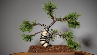 Mugo Pine Bonsai  bending the trunk [upl. by Seuguh]