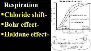 Bohr Effect  Chloride Shift  Haldane Effect [upl. by Giza]