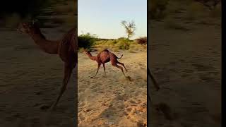 The baby camel saw its mother and went crazy [upl. by Hayton]