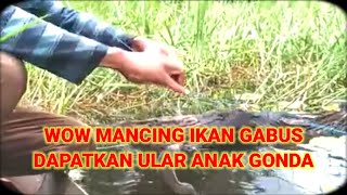 WOW MANCING IKAN GABUS DI RAWA KALIMANTAN SERUU [upl. by Itsrejk]