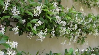 Trachelospermum jasminoides Chinese Star Jasmine at Plantmark Wholesale Nurseries [upl. by Eiltan]