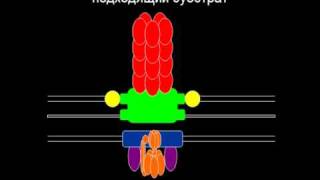 Эволюция бактериального жгутика  Evolution of Flagellum by cdk007 [upl. by Ardeid]