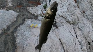 Shore Fishing in Croatia  Brancin Lubin Sea Bass [upl. by Hux]