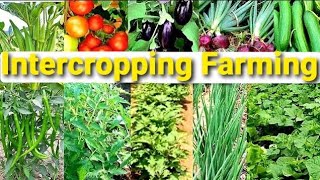 Intercropping Farming  How To Grow More Food in Your Vegetables Garden Six Crops in One Place [upl. by Neruat]