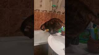 cat toyger toygercat юмор тойгер кот котики прикол [upl. by Nnaytsirk]