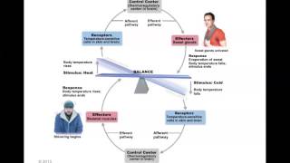 Human Anatomy and Physiology Homeostasis [upl. by Akiras]