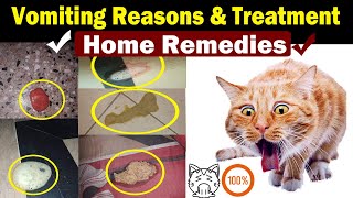 Cat Vomiting Solution  Home treatment  Vet Furqan Younas [upl. by Lesna]