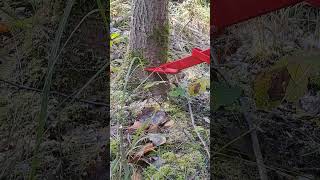 Falling an aspen tree in a spruce standstihl logging stihlpower wood chainsaw treefelling [upl. by Ased520]