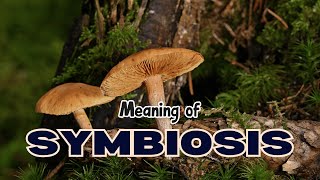 What is the meaning of Symbiosis [upl. by Valera]