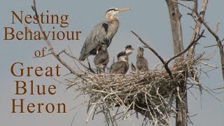 Nesting Behaviour of Great Blue Heron [upl. by Nwatna]