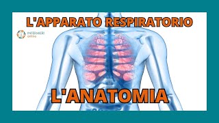 LAPPARATO RESPIRATORIO  LANATOMIA  INFERMIERI Online [upl. by Medorra]