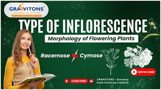 Types of Inflorescence  Morphology of Flowering Plants [upl. by Annael]