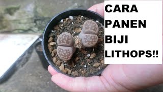 CARA PANEN BIJI LITHOPS [upl. by Klockau38]