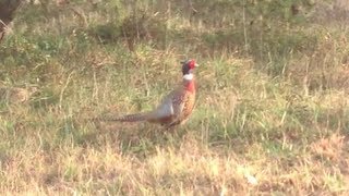 Two Wild Pheasants Spotted Today in Delaware [upl. by Nedap]