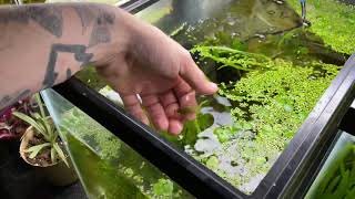 Hornwort Plant Propagation amp Light Requirements [upl. by Iphigenia375]