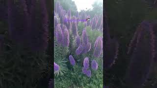 Echium candicans💜💙to all the Palestinians always in my prayers🇵🇸shorts plants [upl. by Peony]