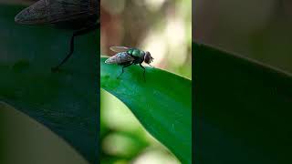 Lalat  diptera nature reels nature [upl. by Godfry599]