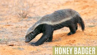 बिज्जू  Honey Badger  जानें क्या है honeybadger junglekiduniya wildlife kahani storytime yt [upl. by Georgette]