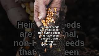 Heirloom Seeds Explained [upl. by Alemahs]