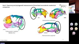 Ontogeny phylogeny and taxonomy of Permian therapsids CTscan and Bayesian inference of phylogeny [upl. by Bayard]