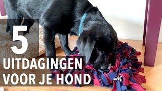 5 Uitdagingen voor je hond  Kip aflevering 10  Week 16 [upl. by Davena]