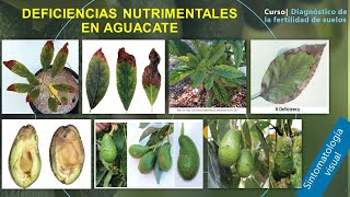 🥑🍂Deficiencias Nutrimentales en Aguacate [upl. by Heti999]