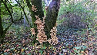 Armillaria mellea [upl. by Etak131]