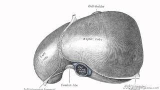 Peritoneal Cavity  Part 2  Ligaments of the Liver  Anatomy Tutorial [upl. by Ursal]