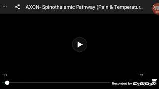 spinothalamic pathway [upl. by Derfniw]