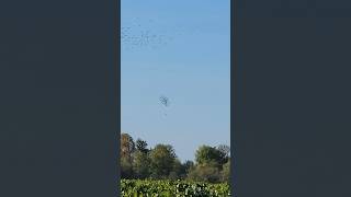 Peregrine falcon chasing starlings away from vineyard falconrybirdabatement pestcontrol avianflu [upl. by Relyhs590]