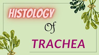 Histology of trachea [upl. by Aissej]