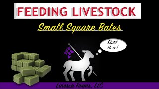 Feeding Livestock Small Square Bales [upl. by Nima]