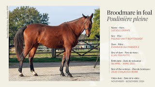 Lot 1  Broodmare Luciole Grams by Pegase vant Ruytershof in foal to Joli Coeur du Cèdre [upl. by Hoffer]