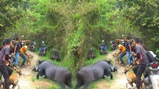 Mengejutkan ‼️ Monster Ini Keluar Dari Kebun Karet  Buruan Batu Tagendeng [upl. by Keithley]