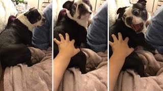 Hilarious Moment Terrified Pooch Screams At Hand [upl. by Egief]