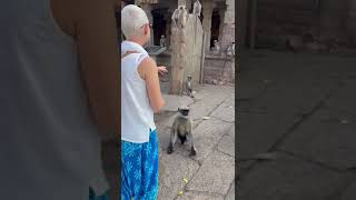 Lady talking to langur monkey animals [upl. by Dorelia]