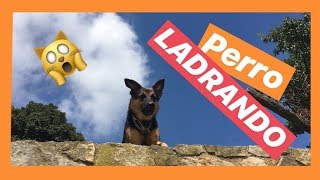 🙀 Perro LADRANDO fuerte agresivo enojado 🐕 Ladrido de pastor alemán 📣 [upl. by Lisle]