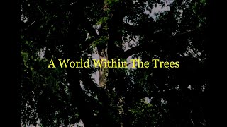 A World Within The Trees  Alysha FarlingFutterman Art Installation [upl. by Crisey]