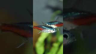 Neon Tetra Care Guide [upl. by Coray]