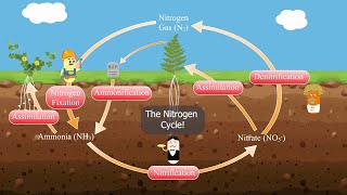 The Nitrogen Cycle [upl. by Ttnerb]