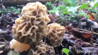 Comment trouver vos belles morilles et morillons en 2023 [upl. by Anjali]