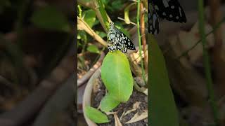 New Born Butterfly  A new born baby butterfly in my Garden [upl. by Danila]