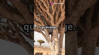 Le Dragonnier de Socotra [upl. by Ahsuat]