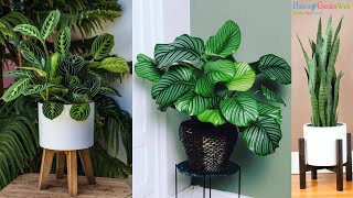 10 Plants that Grow Without Sunlight  Best Indoor Plants  Houseplants [upl. by Mannos299]