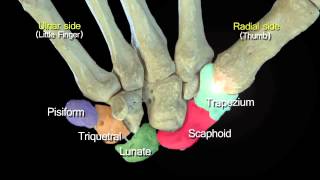 Funky Anatomy EXAM QUESTIONS Carpal and Hand Bones [upl. by Yelserp]