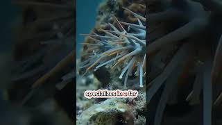 Deadly Crown of Thorns Starfish [upl. by Landan]